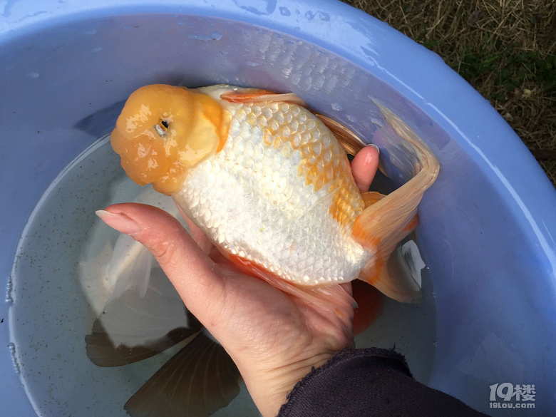 魚兒算寵物嗎？秀秀我家的魚兒。