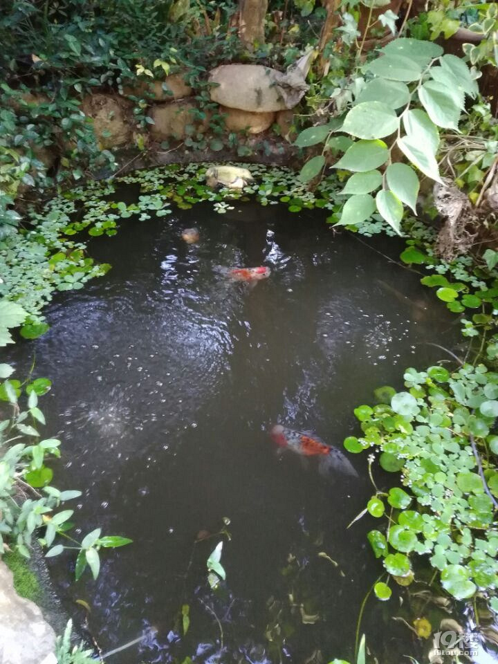 魚兒算寵物嗎？秀秀我家的魚兒。