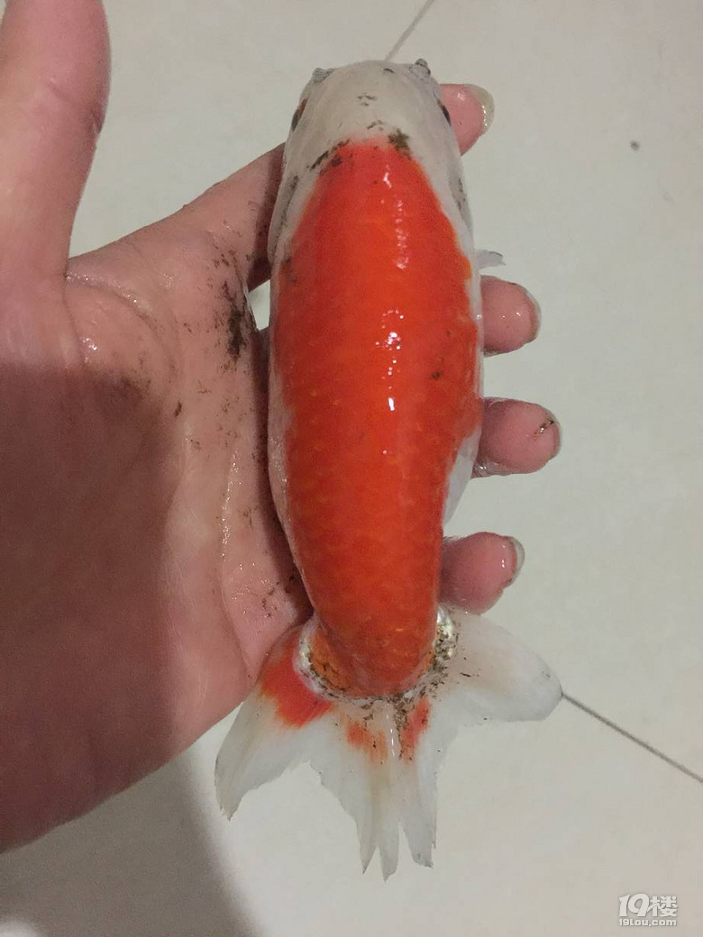 魚兒算寵物嗎？秀秀我家的魚兒。