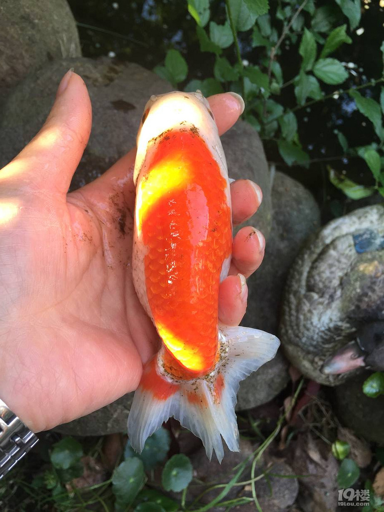 魚兒算寵物嗎？秀秀我家的魚兒。