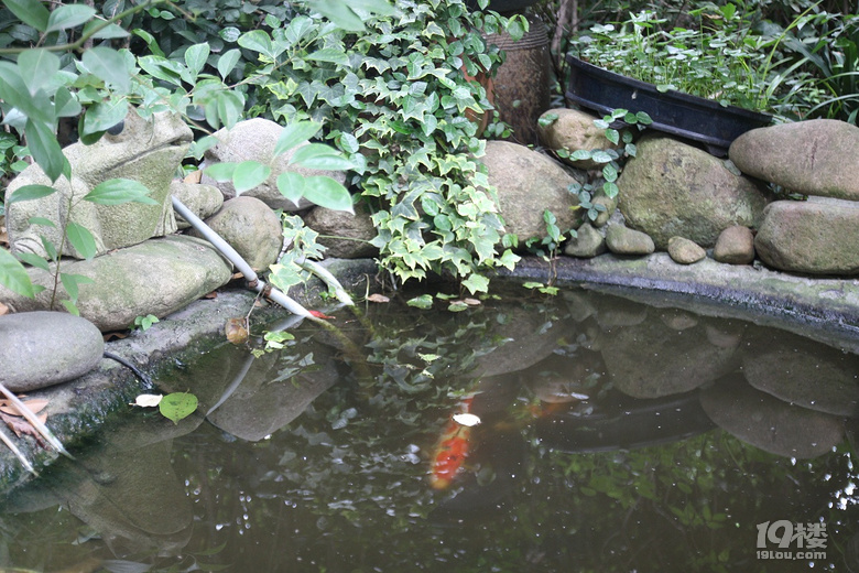 魚兒算寵物嗎？秀秀我家的魚兒。