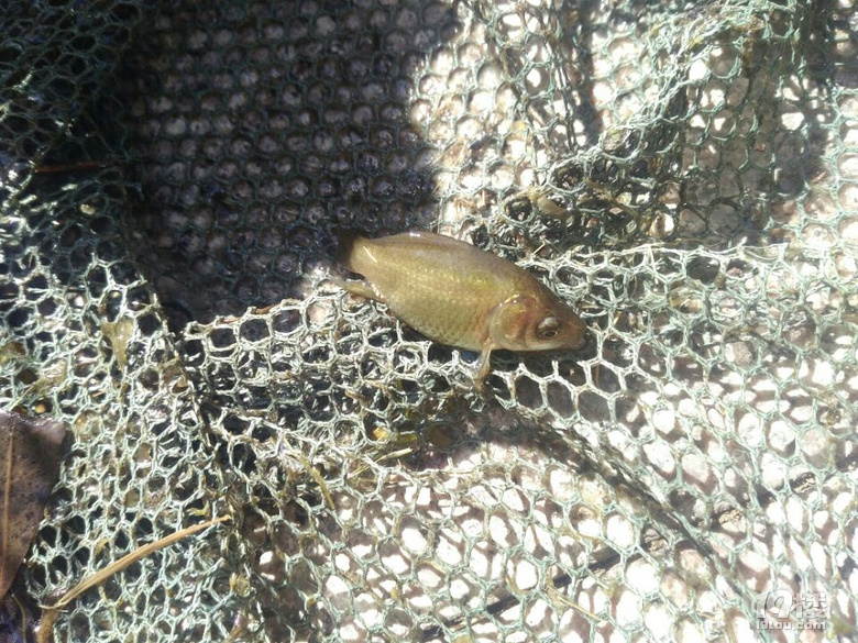 魚兒算寵物嗎？秀秀我家的魚兒。