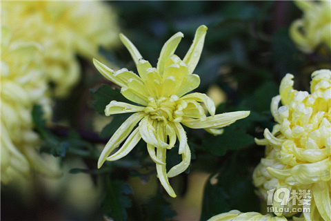 【秋游記】不是花中偏愛菊，此花開盡更無花。