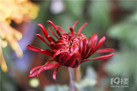 【秋游記】不是花中偏愛菊，此花開盡更無花。