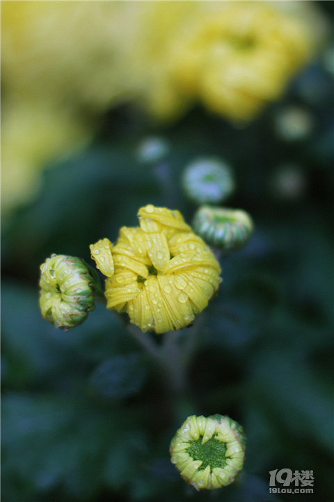 【秋游記】不是花中偏愛菊，此花開盡更無花。
