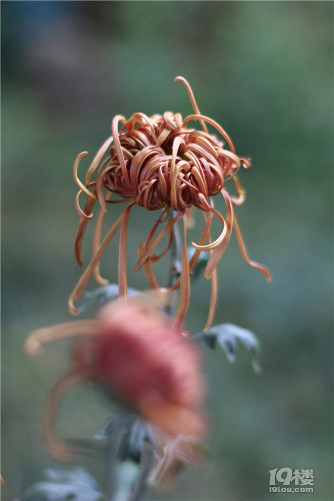 【秋游記】不是花中偏愛菊，此花開盡更無花。