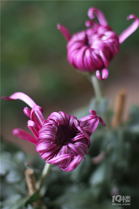 【秋游記】不是花中偏愛菊，此花開盡更無花。
