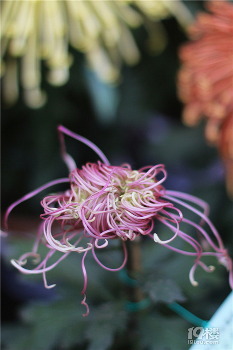 【秋游記】不是花中偏愛菊，此花開盡更無花。