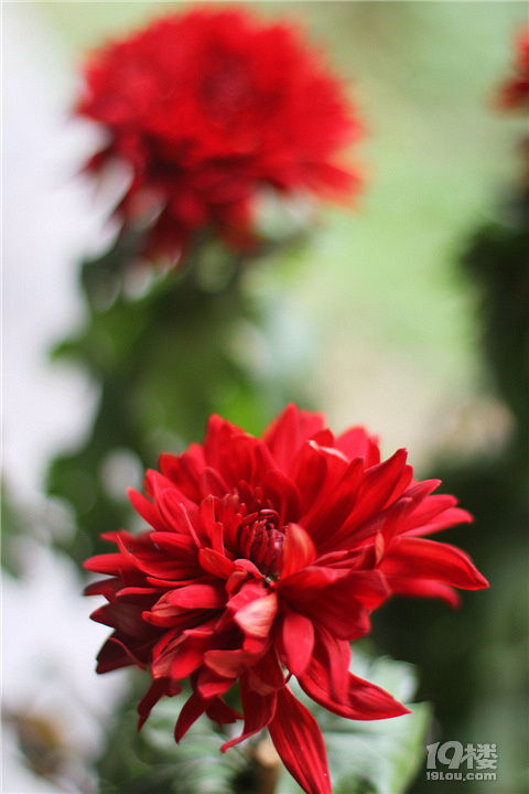 【秋游記】不是花中偏愛菊，此花開盡更無花。