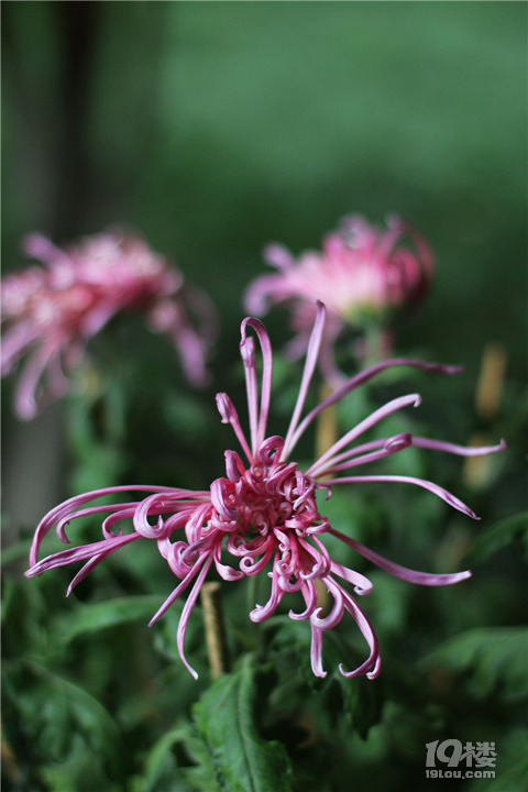 【秋游記】不是花中偏愛菊，此花開盡更無花。