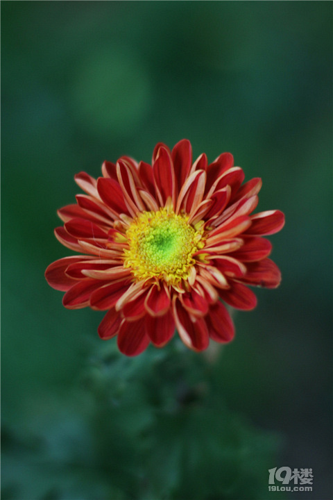 【秋游記】不是花中偏愛菊，此花開盡更無花。
