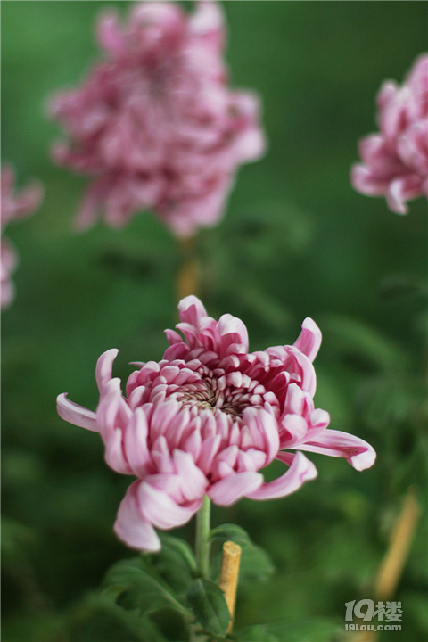 【秋游記】不是花中偏愛菊，此花開盡更無花。