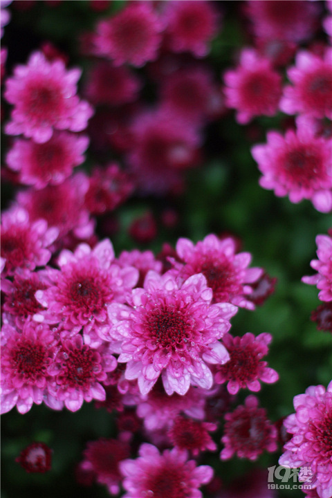 【秋游記】不是花中偏愛菊，此花開盡更無花。