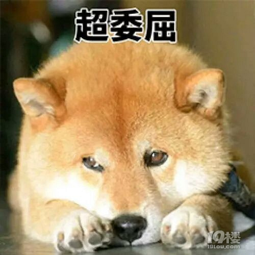 狗狗频频刷屏,两种对立的声音突出…时报