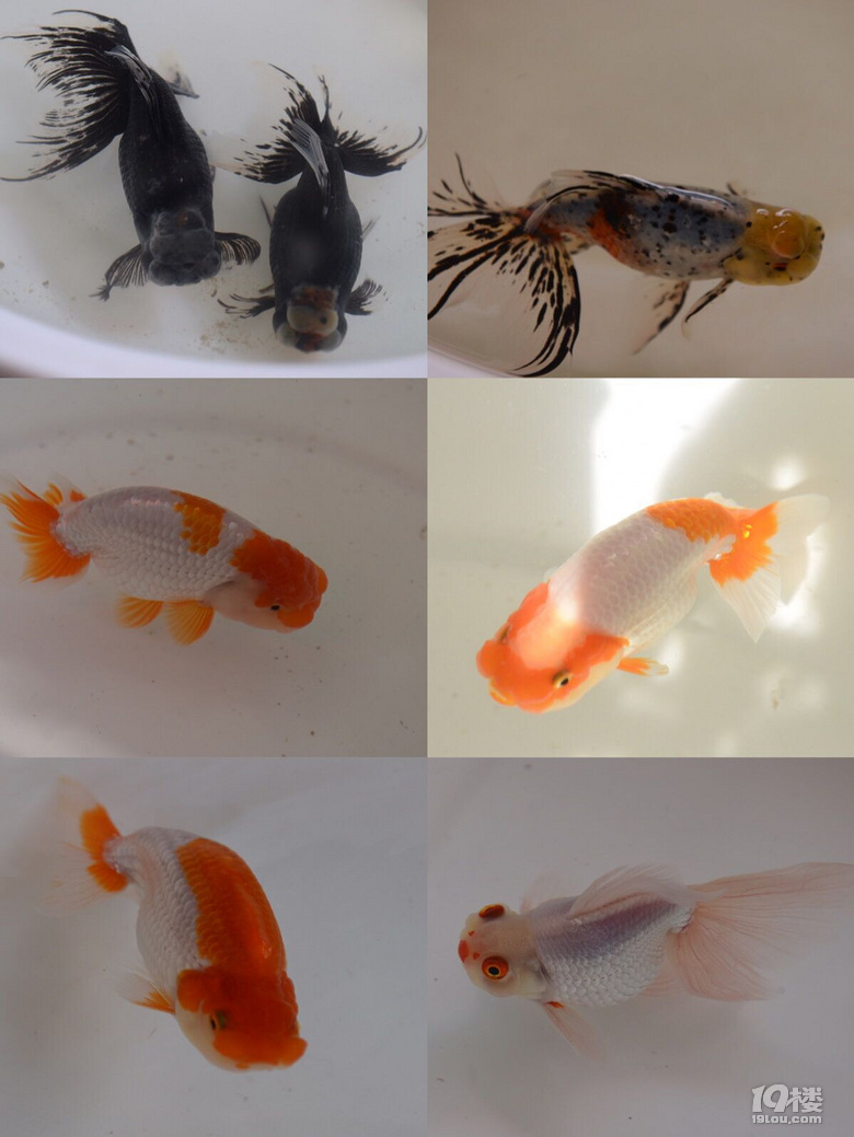 魚兒算寵物嗎？秀秀我家的魚兒。