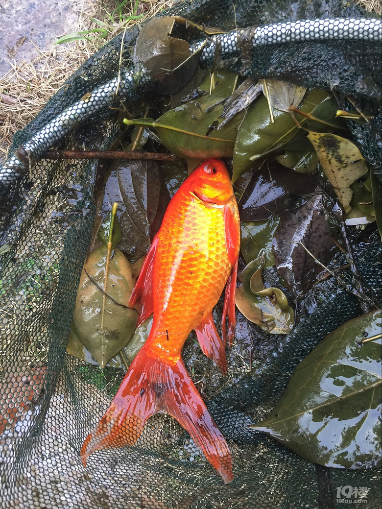 魚兒算寵物嗎？秀秀我家的魚兒。