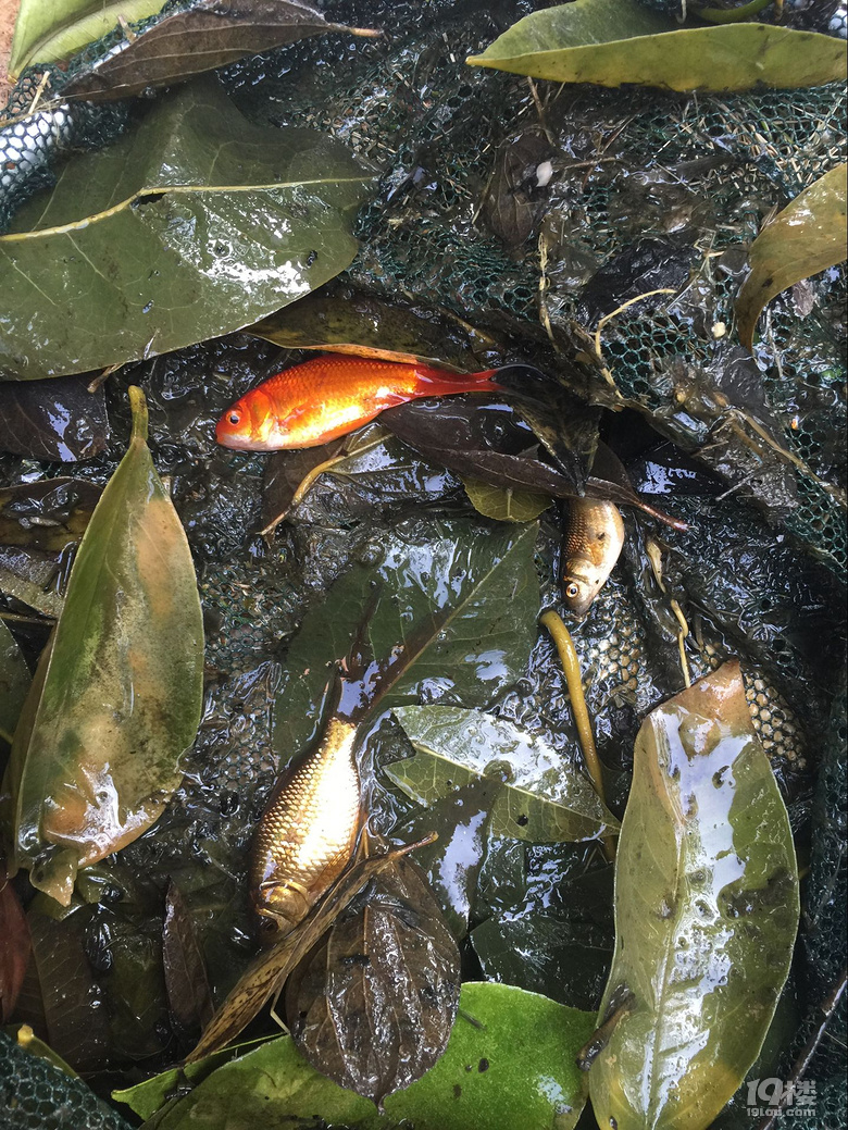 魚兒算寵物嗎？秀秀我家的魚兒。
