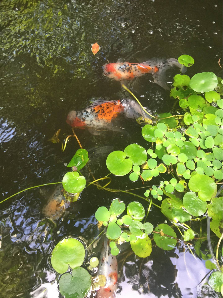 魚兒算寵物嗎？秀秀我家的魚兒。