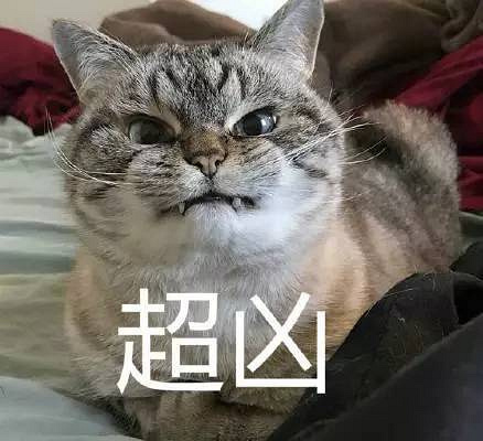 不给猫咪做绝育,你凭什么说爱它?
