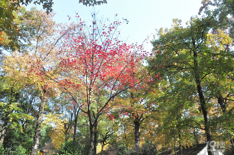 蘇州天平山之五彩楓