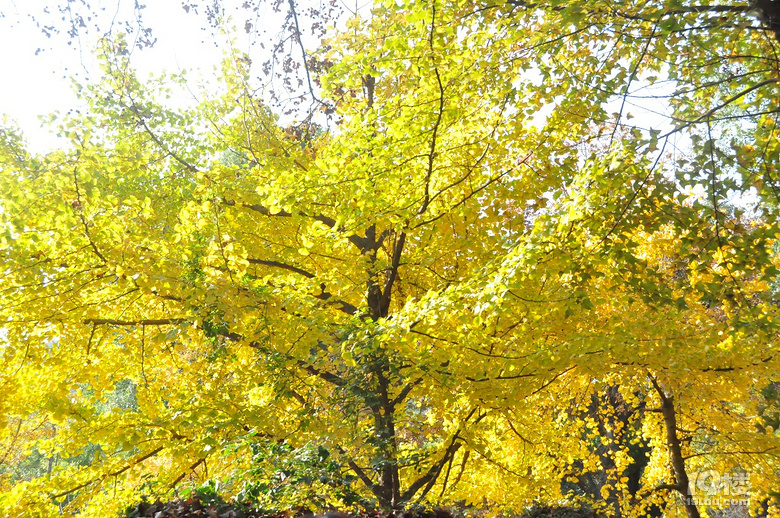 蘇州天平山之五彩楓