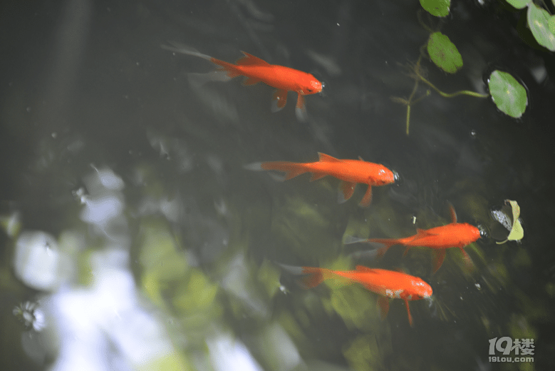 魚兒算寵物嗎？秀秀我家的魚兒。