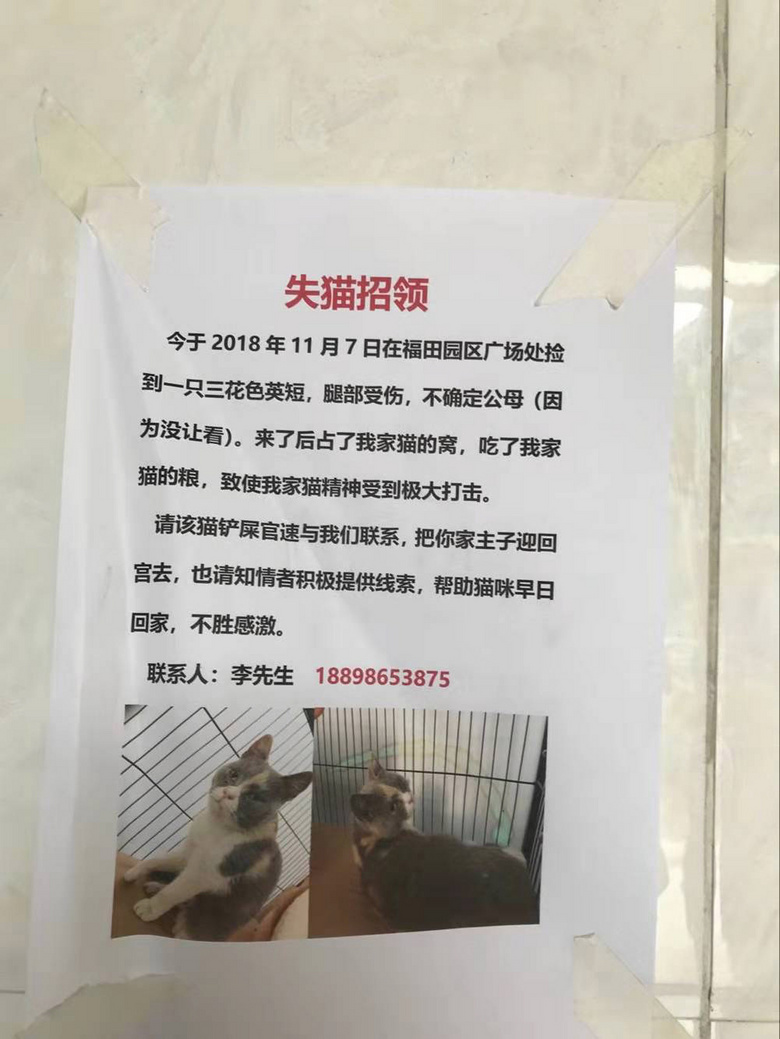 杭州19楼 家有宠物 吸猫 失猫招领:跪求领走你家猫.