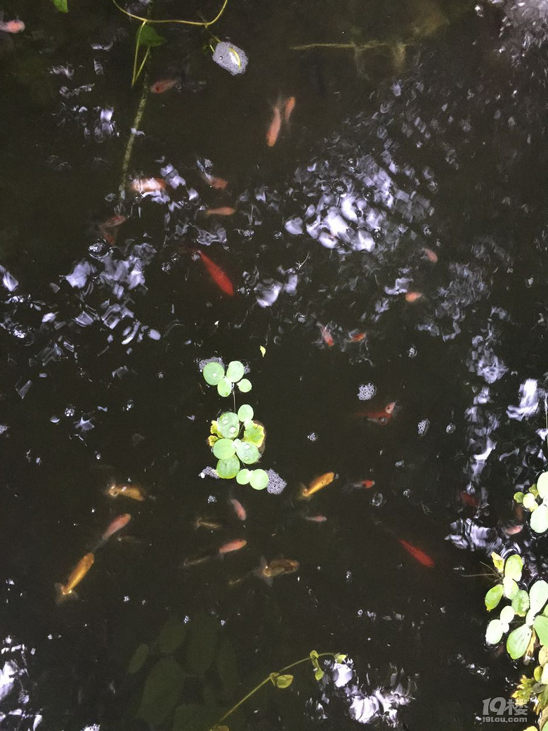 魚兒算寵物嗎？秀秀我家的魚兒。