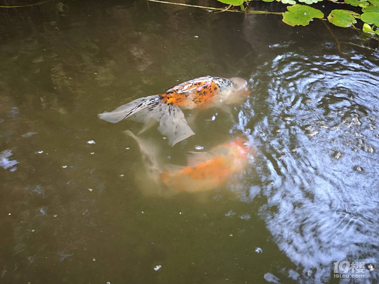 魚兒算寵物嗎？秀秀我家的魚兒。