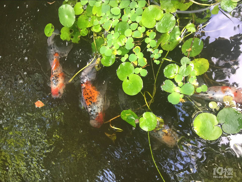 魚兒算寵物嗎？秀秀我家的魚兒。