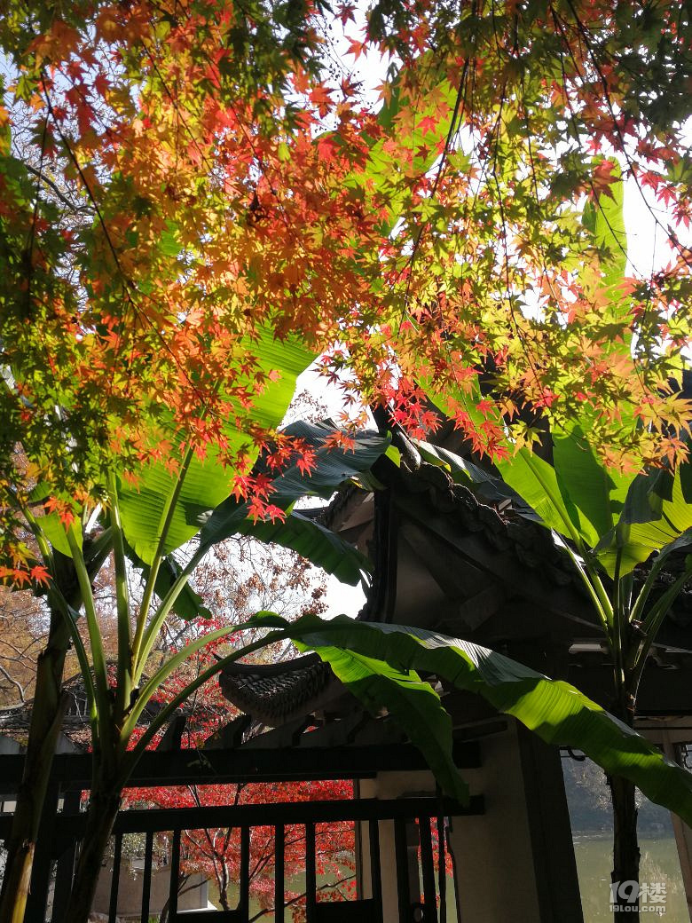 植物園秋色（手機(jī)隨拍）