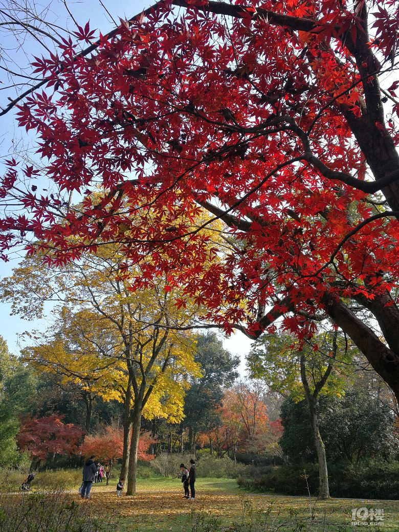 植物園秋色（手機(jī)隨拍）