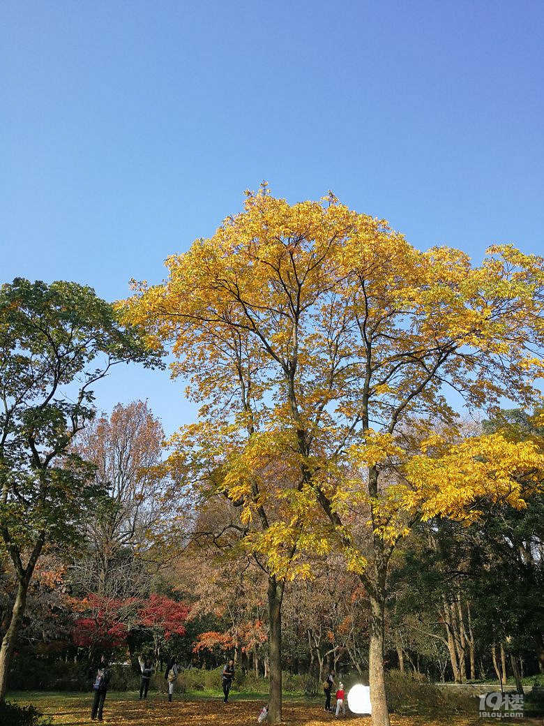 植物園秋色（手機(jī)隨拍）