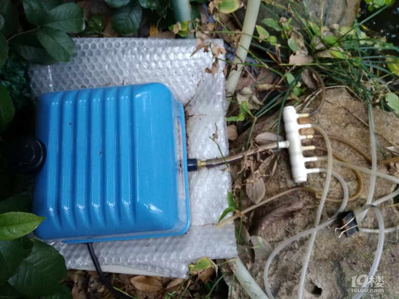 魚兒算寵物嗎？秀秀我家的魚兒。