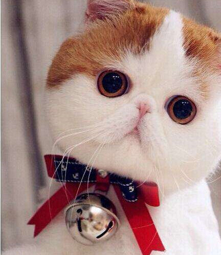 比起猫铃铛,项圈的伤害也许更大