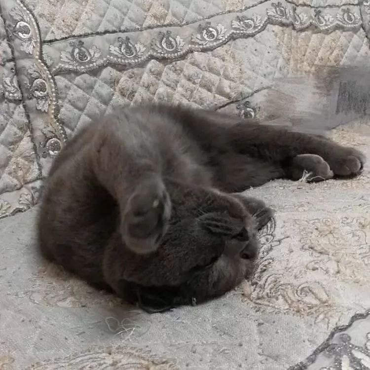 ԏkɳ؈ِҵ^һԓQ5