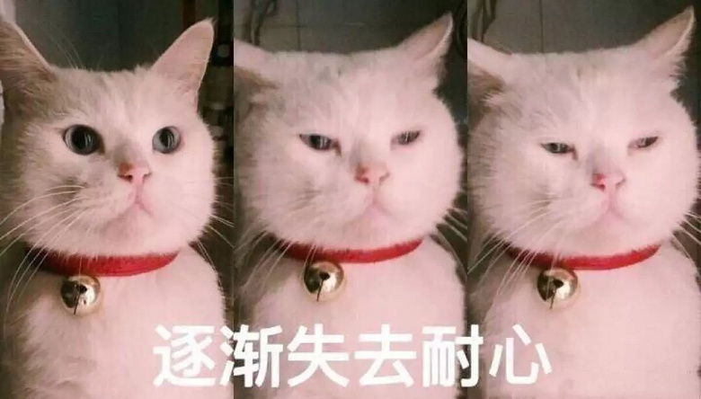 妈:"你可以嫁走,猫必须留下!