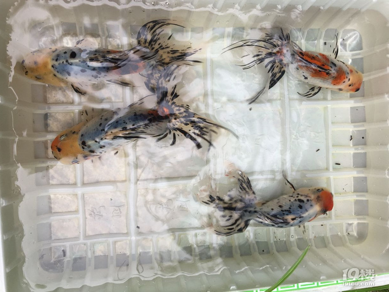 魚兒算寵物嗎？秀秀我家的魚兒。