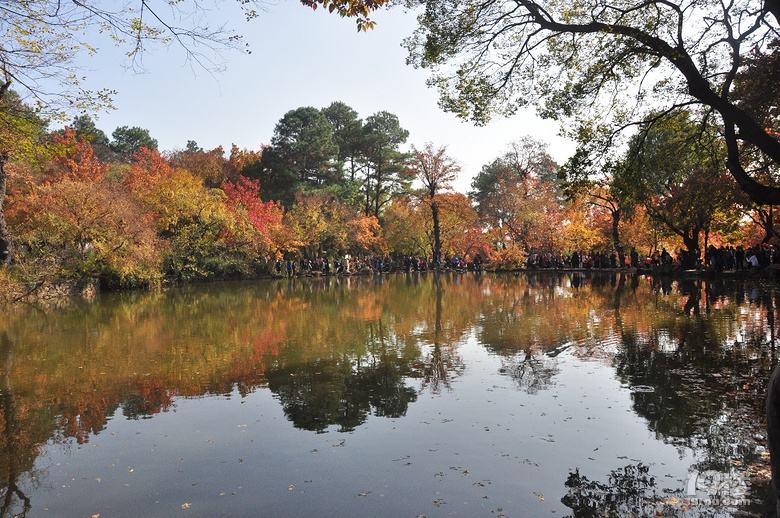 蘇州天平山之五彩楓