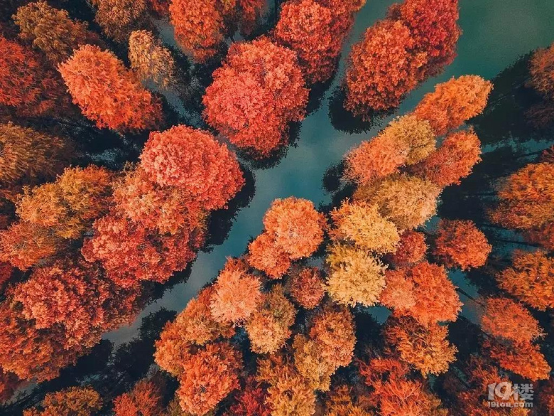 又到一年最美時(shí)！游賞四明湖紅杉林，徒步燕窩古道周末行