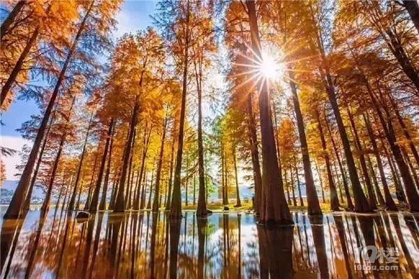 又到一年最美時(shí)！游賞四明湖紅杉林，徒步燕窩古道周末行