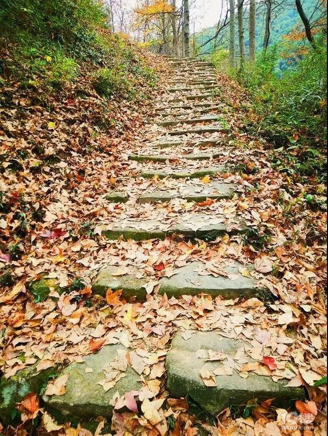 又到一年最美時(shí)！游賞四明湖紅杉林，徒步燕窩古道周末行