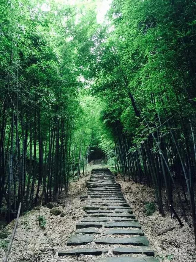 又到一年最美時(shí)！游賞四明湖紅杉林，徒步燕窩古道周末行