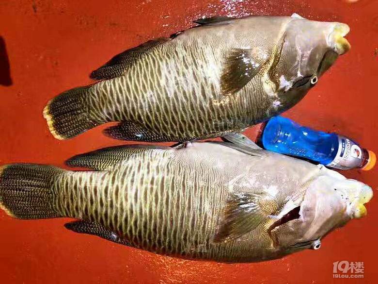美食與美景的狂歡盛宴——ROTA島7日游