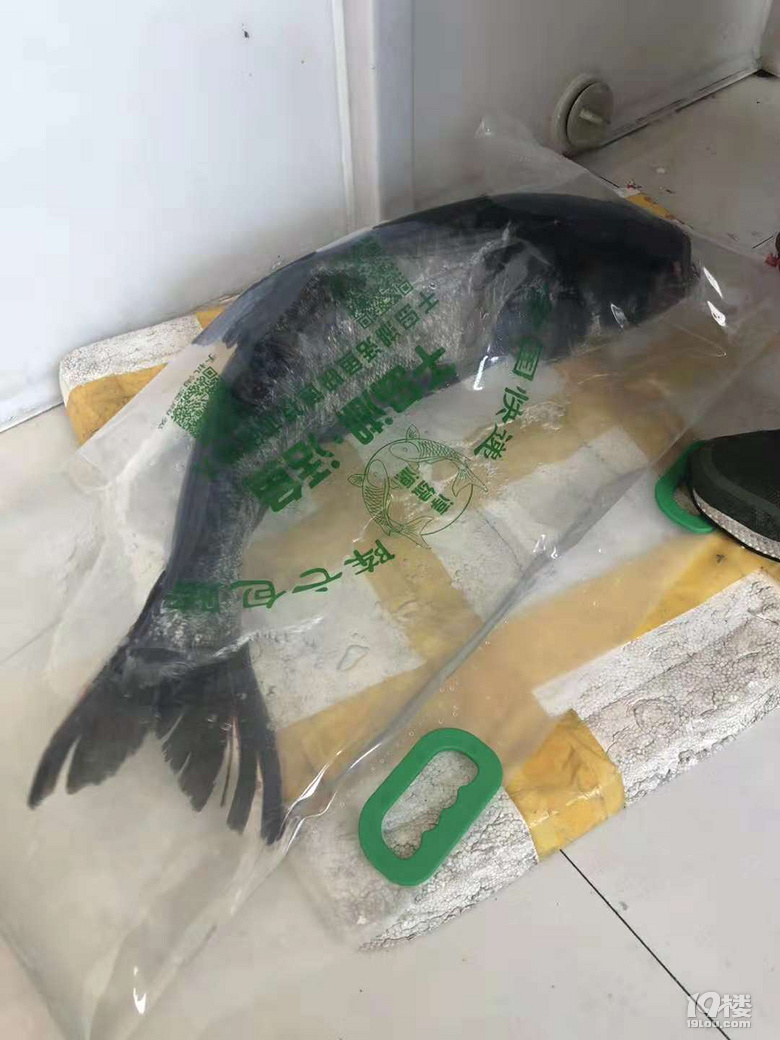 正宗千岛湖有机胖头鱼