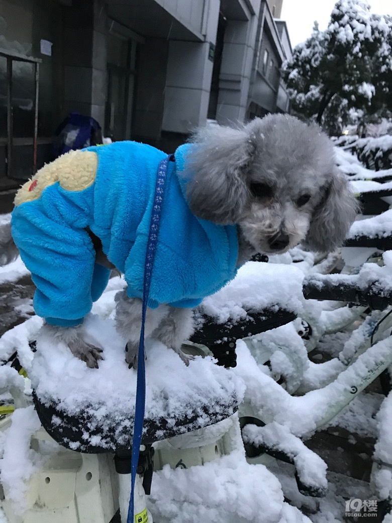 雪地留個(gè)印