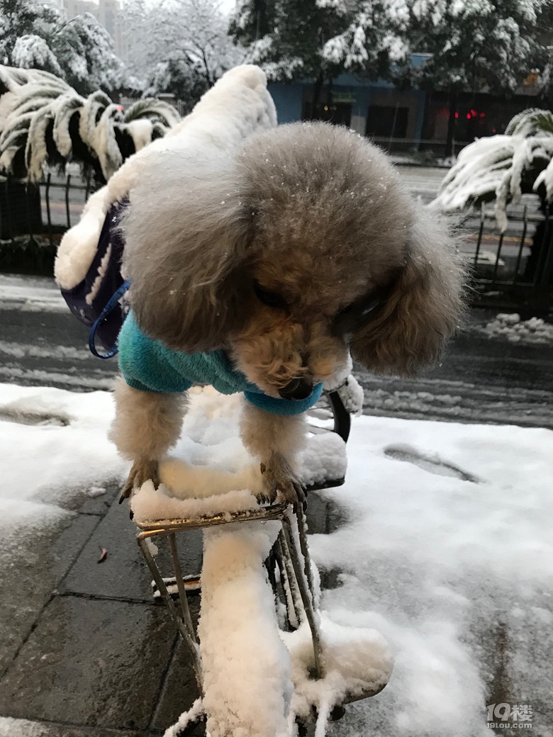 雪地留個(gè)印