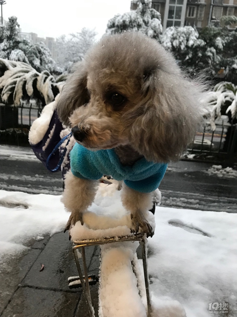 雪地留個(gè)印
