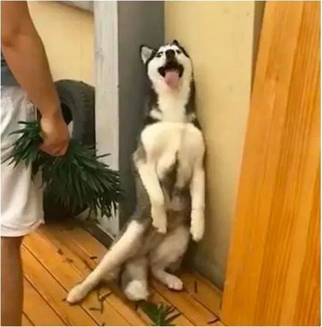 家里养了一只哈士奇,愣是把生活水平从小康拉到了贫穷