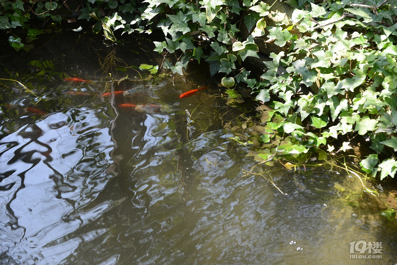 魚兒算寵物嗎？秀秀我家的魚兒。